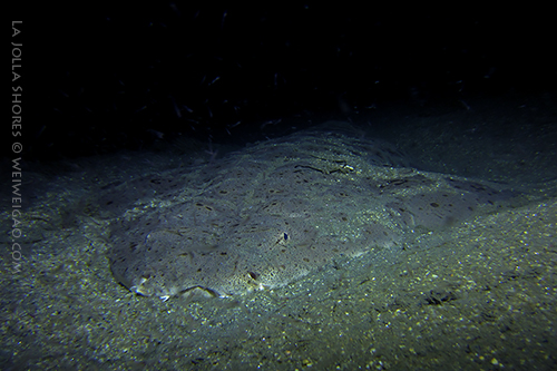 A large angel shark near the V point