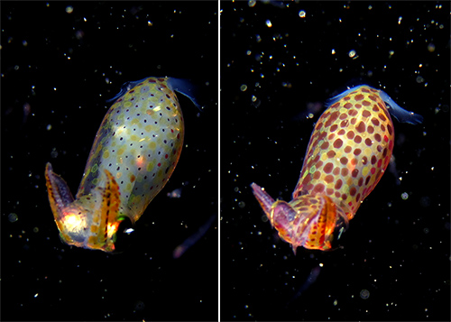 A baby squid constantly flashing its color pattern
