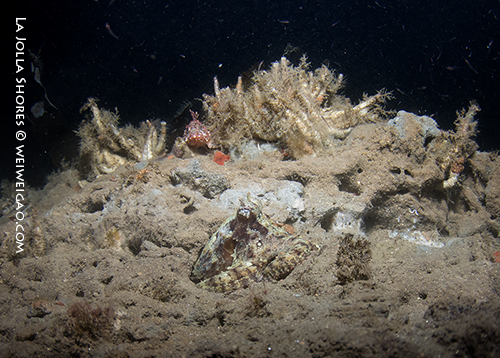 A big two-spot octopus was trying to come out of its den