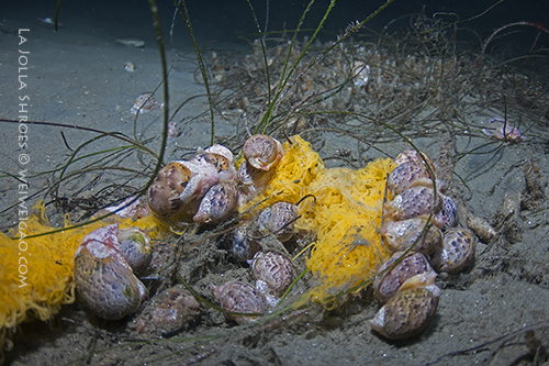 A large group of bubble snails mating and laying eggs