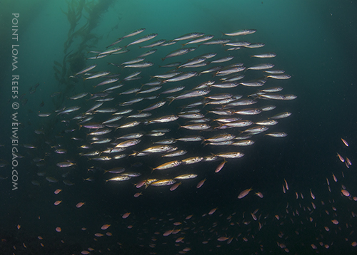 The fish bundle came and went by many times