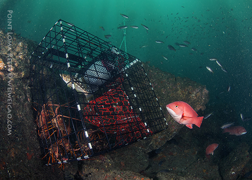 I used this lobster trap to practice lighting