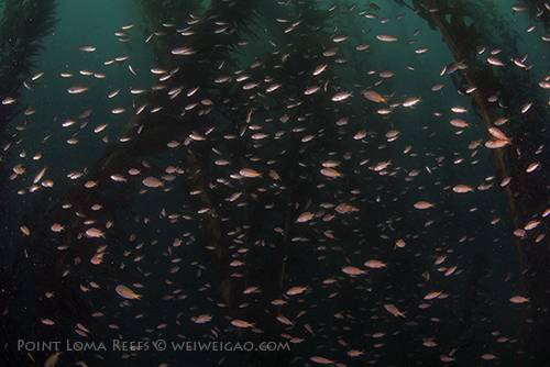 In the kelp there was a lot of fish