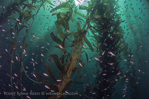 There was so much fun in the kelp