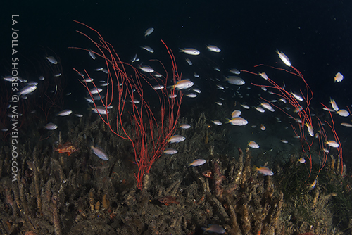 The secrete garden, fish schools above red gorgonian patches.