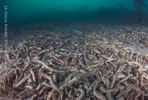 Massive die out of tube worms at the north of V point.