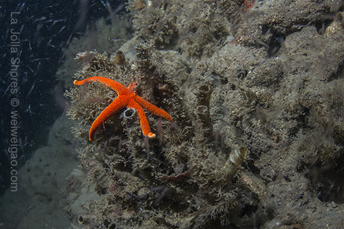 A blood star near the Vallecitos Point.