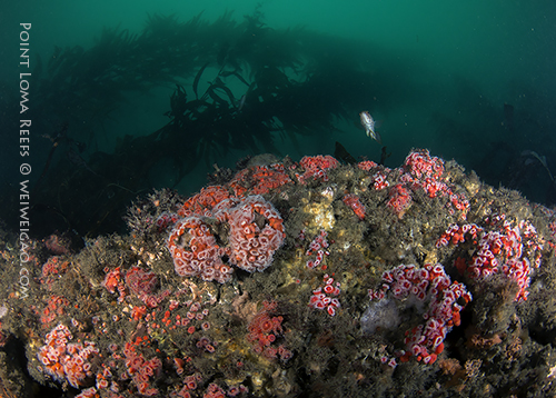 Point Loma Kelp and Reefs