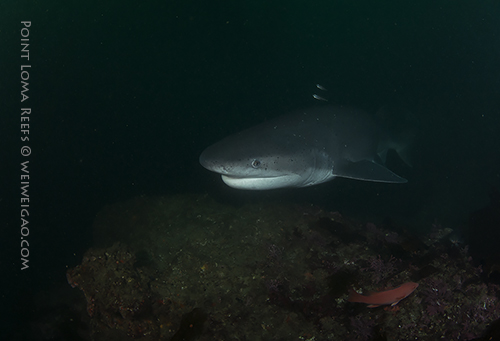 A large seven gill shark passed by us during the second dive