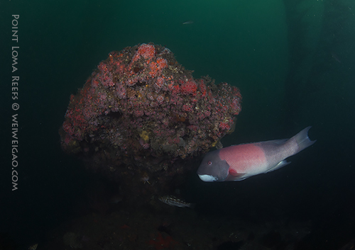 Point Loma Reefs