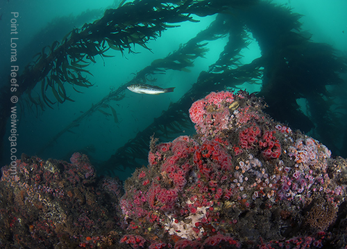 Point Loma Reefs