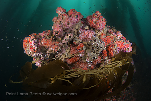 Point Loma Reefs