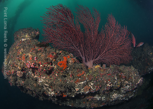 Point Loma Reefs