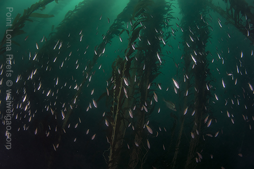 Fish school at Point Loma kelp bed
