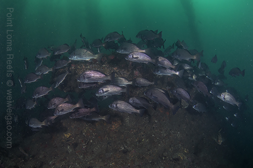 Black Croaker School (Cheilotrema saturnum) at Point Loma reefs