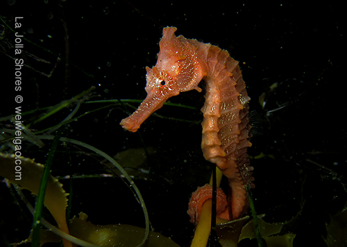 I spotted this sea horse at the crap patch.