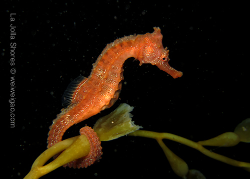 The sea horse turned and gave a clear background.
