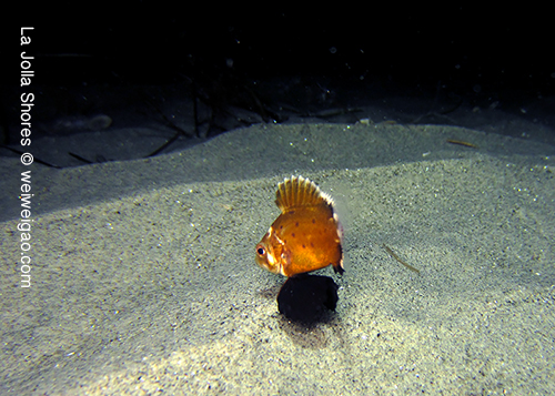 Spotted this baby giant sea bass on my way back