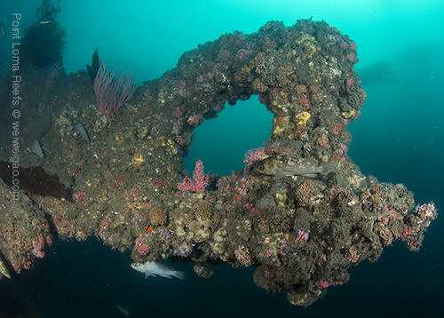 A cool structure in the first dive.