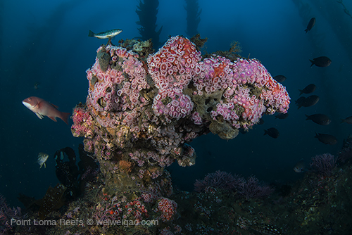 Fantastic visibility at the Christmas Reef