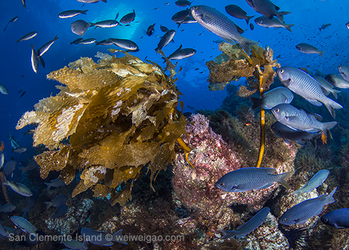 Gorgeous scenery at San Clemente Island