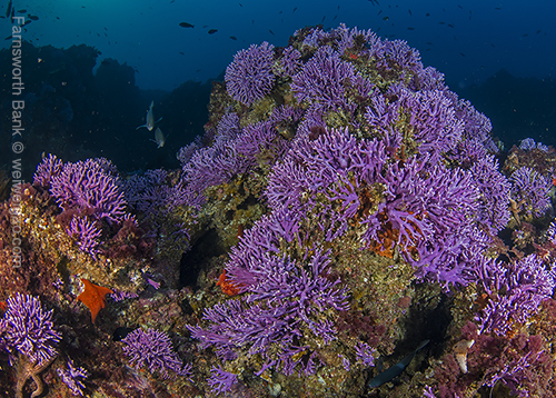 Purple hydrocoral reef at Farnsesworth Bank