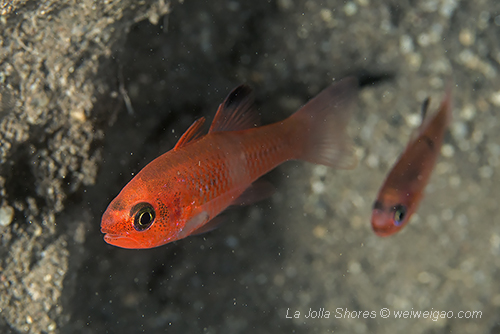 Guadaloupe Cardinalfish