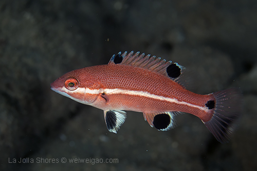 A juvenile sheephead