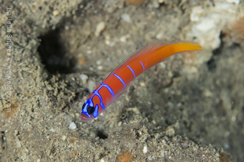 A bluebanded goby