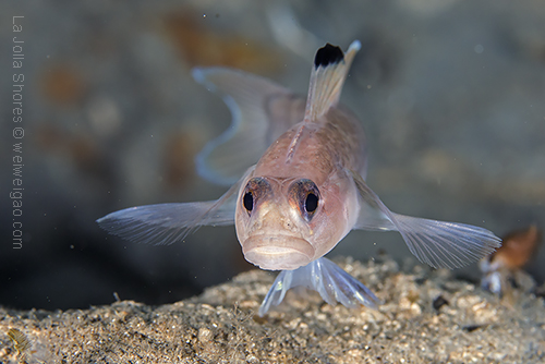 A blackeye goby at the shores