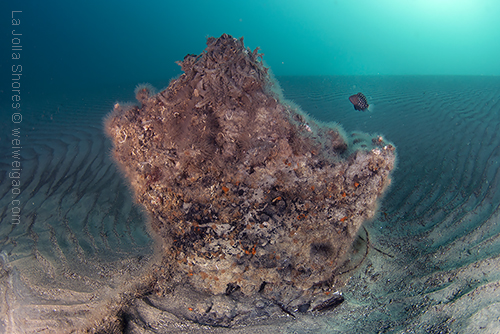 The star-studded grouper next to the engine block