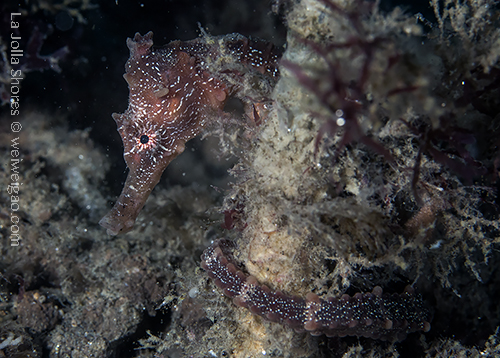A seahorse near the south wall at the shroes.