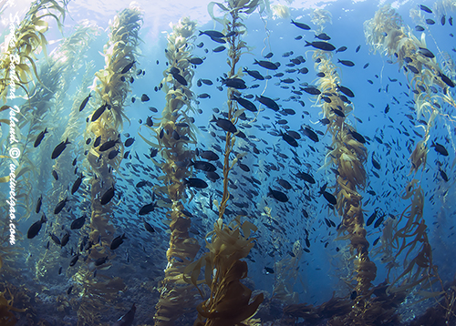 The kelp forest has a burst of life