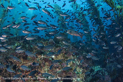 Underwater the island has abundant kelp and fish