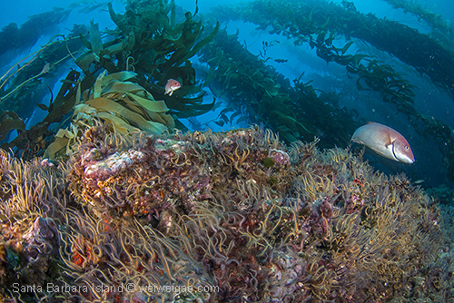 The boulders and walls covered with a dense layer of bristal starfish