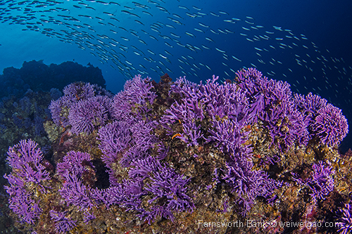 The beauty of the purple hydrocoral reef is stunning