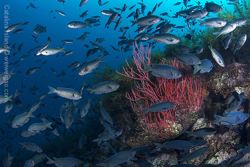 Blacksmith would come over and circle around my camera