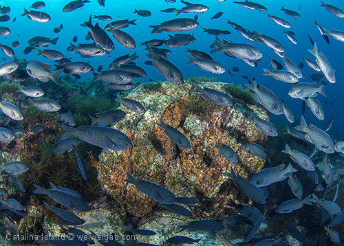 Blacksmith would come over and circle around my camera