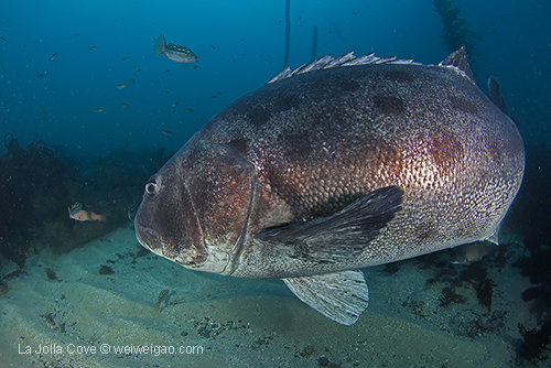 Had a face-to-face encounter with this giant sea bass