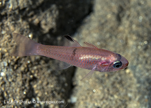 A Guadalupe cardinalfish (Apogon guadalupensis)