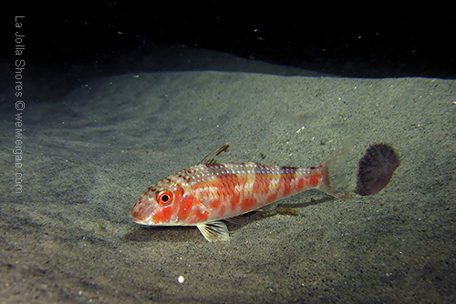 A goat fish! Amazing!