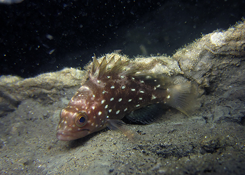 Finally, saw the star-studded grouper