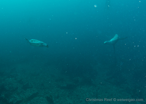 A sea lion chasing a green sea turtle