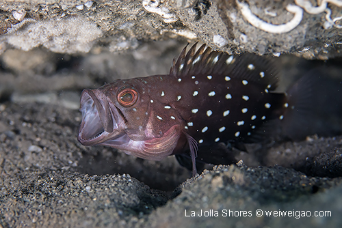 A Yawning Grouper
