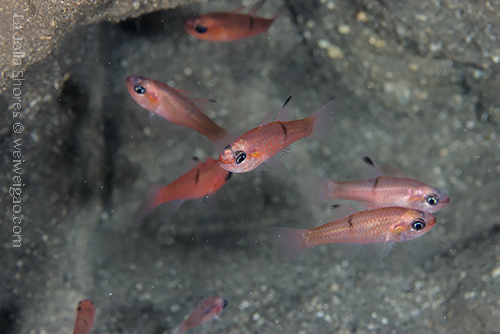 Cardinalfish gathered in a crevice at the shores.