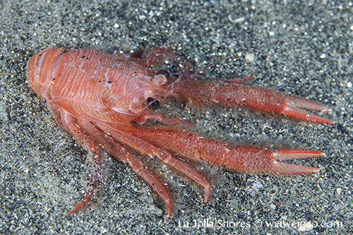 A (dead) tuna crab at the shores