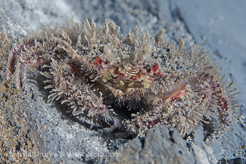 Retiring Southerner (Pilumnus spinohirsutus)