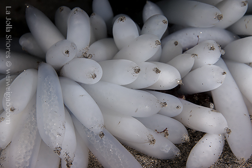 Squid egg sack