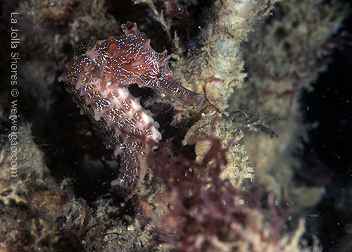 A sea horse near the south wall.