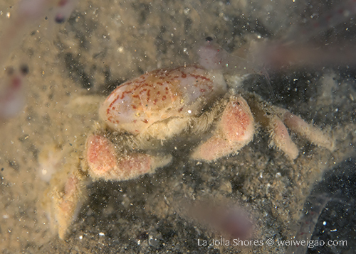 A mottled pea crab at the shores.
